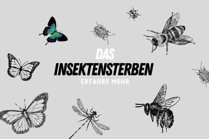 Das Insektensterben, wieso und warum?